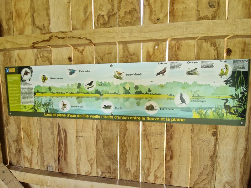 Oiseaux d’hiver à l’Île Vieille – sortie recensement des oiseaux - Mondragon