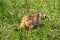 Marmotte