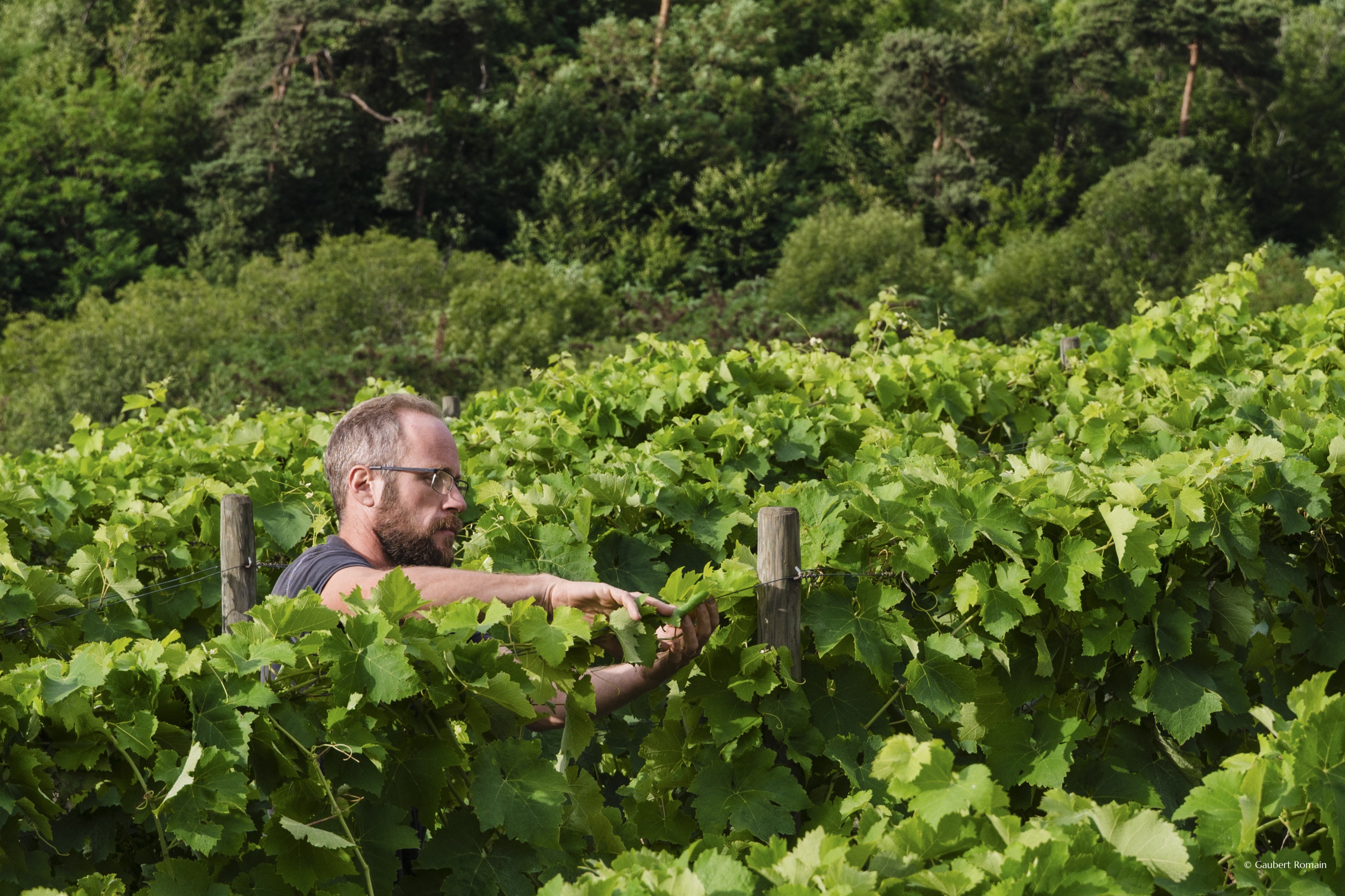 Domaine des Bardes_Eclassan