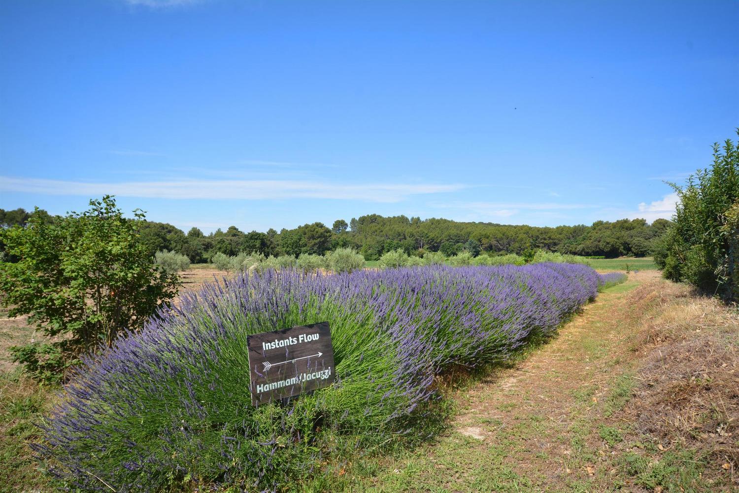 L'Amandier