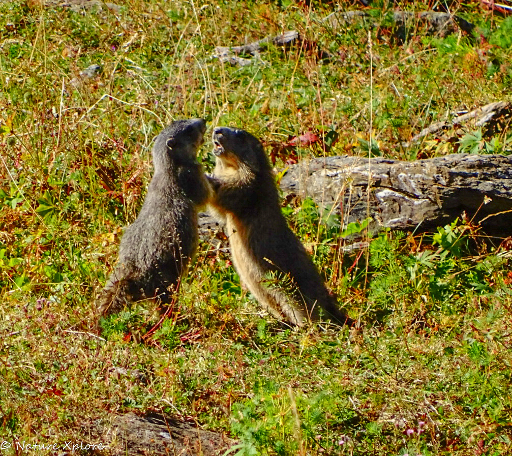 Nature Xplore CROTS