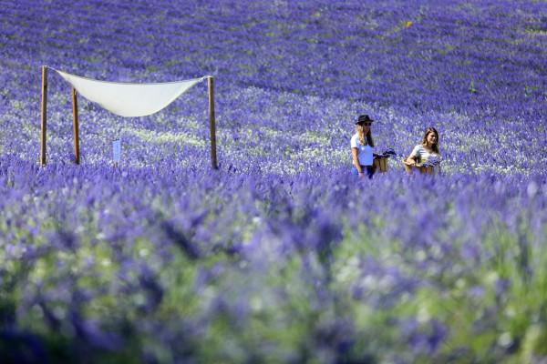 Visite d'un champ de Lavande Aix en Provence