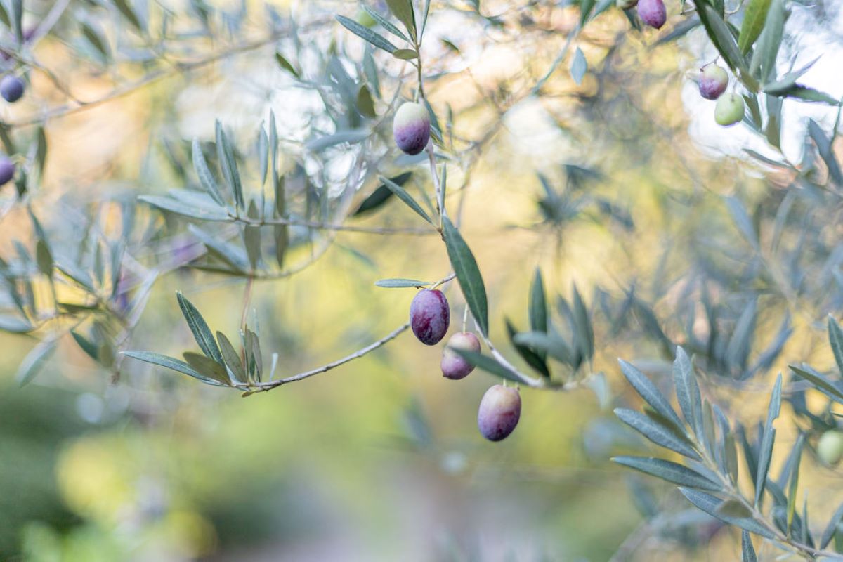 Gîte des Arbousiers, Auriol - photo 13