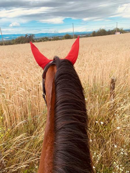 Balades à poney_Saint-Just Saint-Rambert