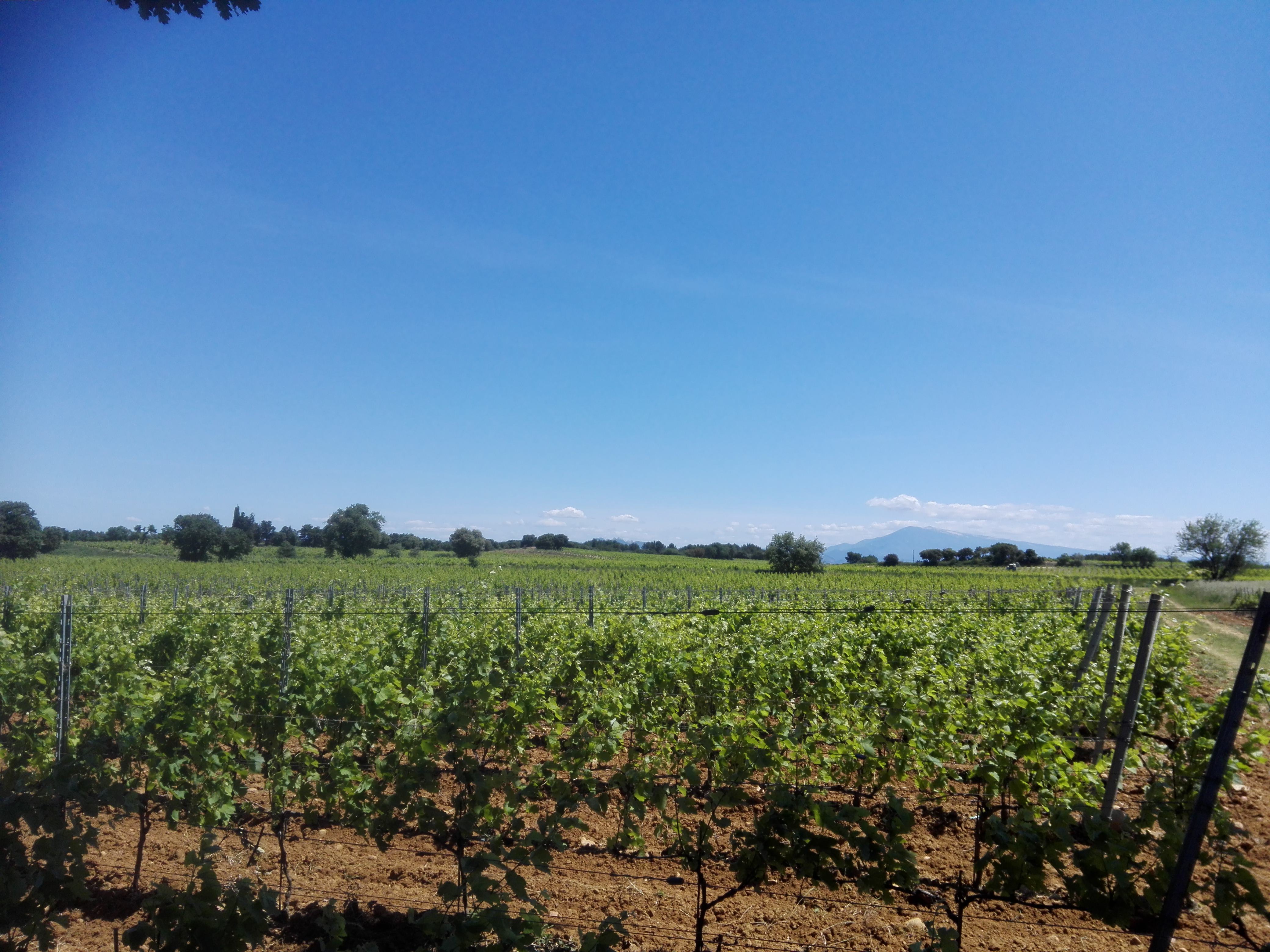 Vignobles de Châteauneuf-du-Pape