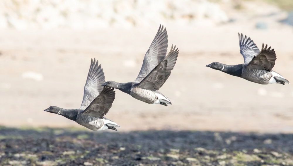 Points d'observation des oiseaux - Semaine de la Migration avec la LPO