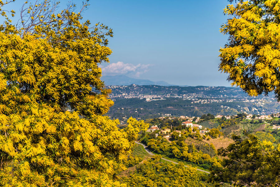 Sentier du Mimosa