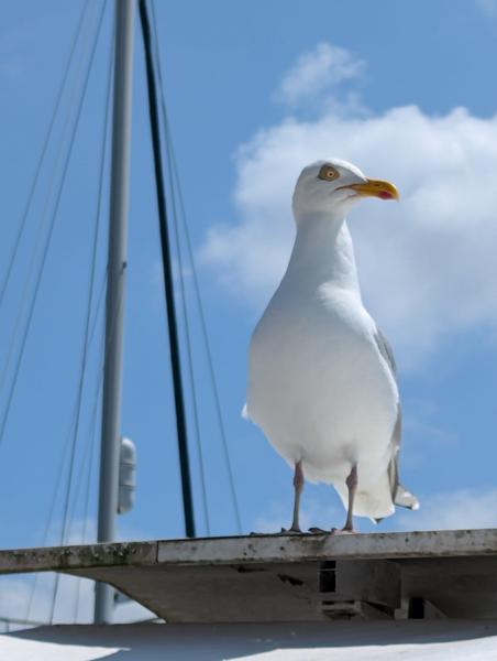Une mouette.