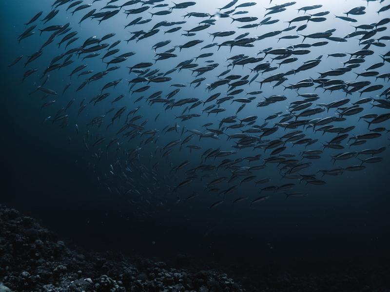 SOUS LA SURFACE - Photographies sous-marine