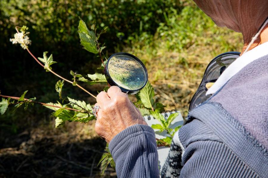 Animation nature sur les ENS : plantes sauvages comestibles_Arandon-Passins-Balcons du Dauphiné