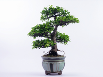 37ème CONGRES NATIONAL BONSAÏ_Montrond-les-Bains