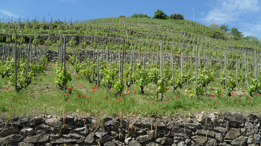 Sur la route des vins