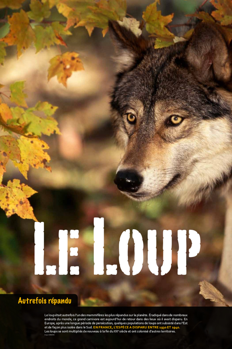 LOUP