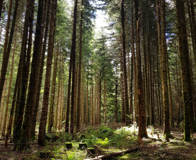 Initiation à la sylviculture – pourquoi des forêts mélangées ?