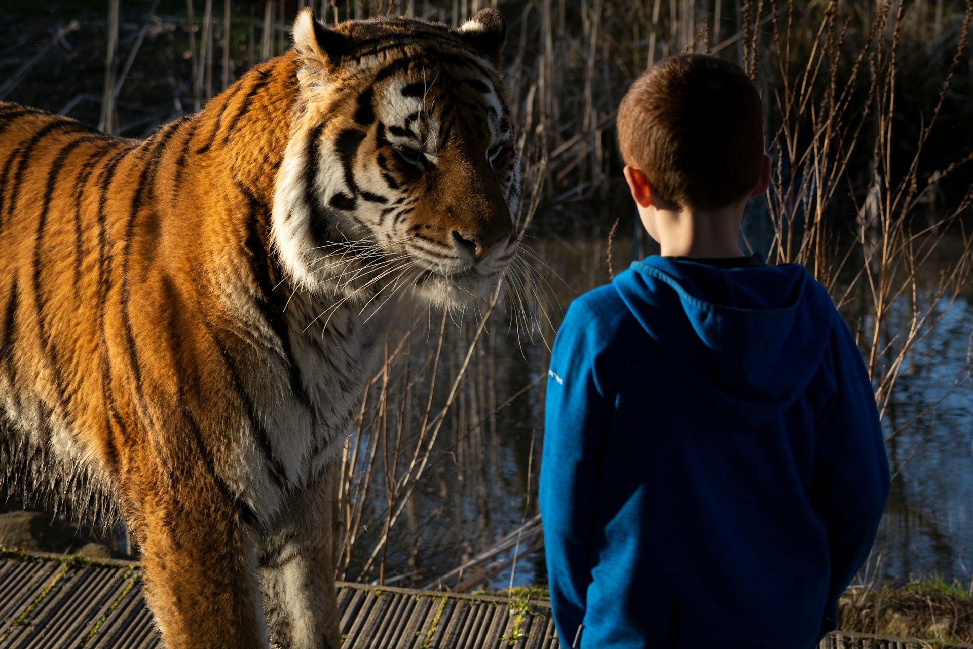 Quand les animaux inspirent la science_Davézieux