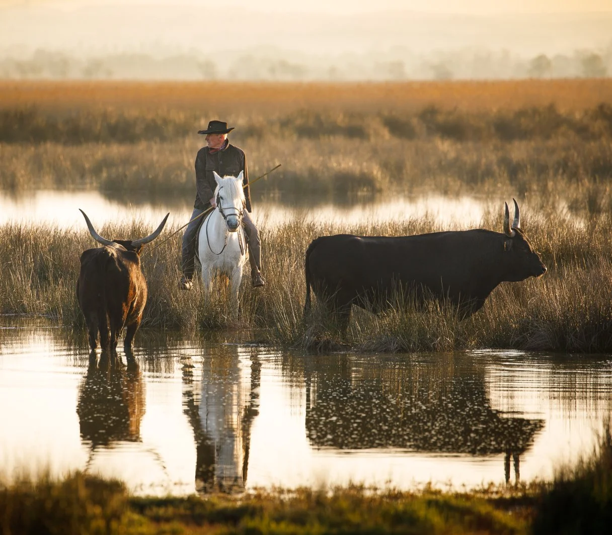 Le Festival de la Camargue à Albaron