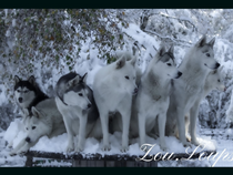 Cani rando avec Zou.Loups Canins Du 1 janv au 31 déc 2024