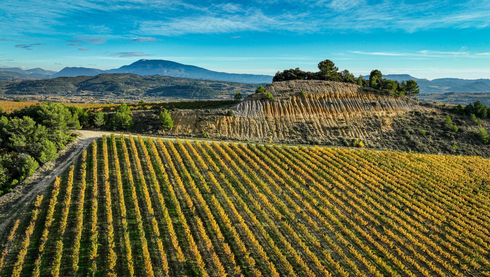 vignobles