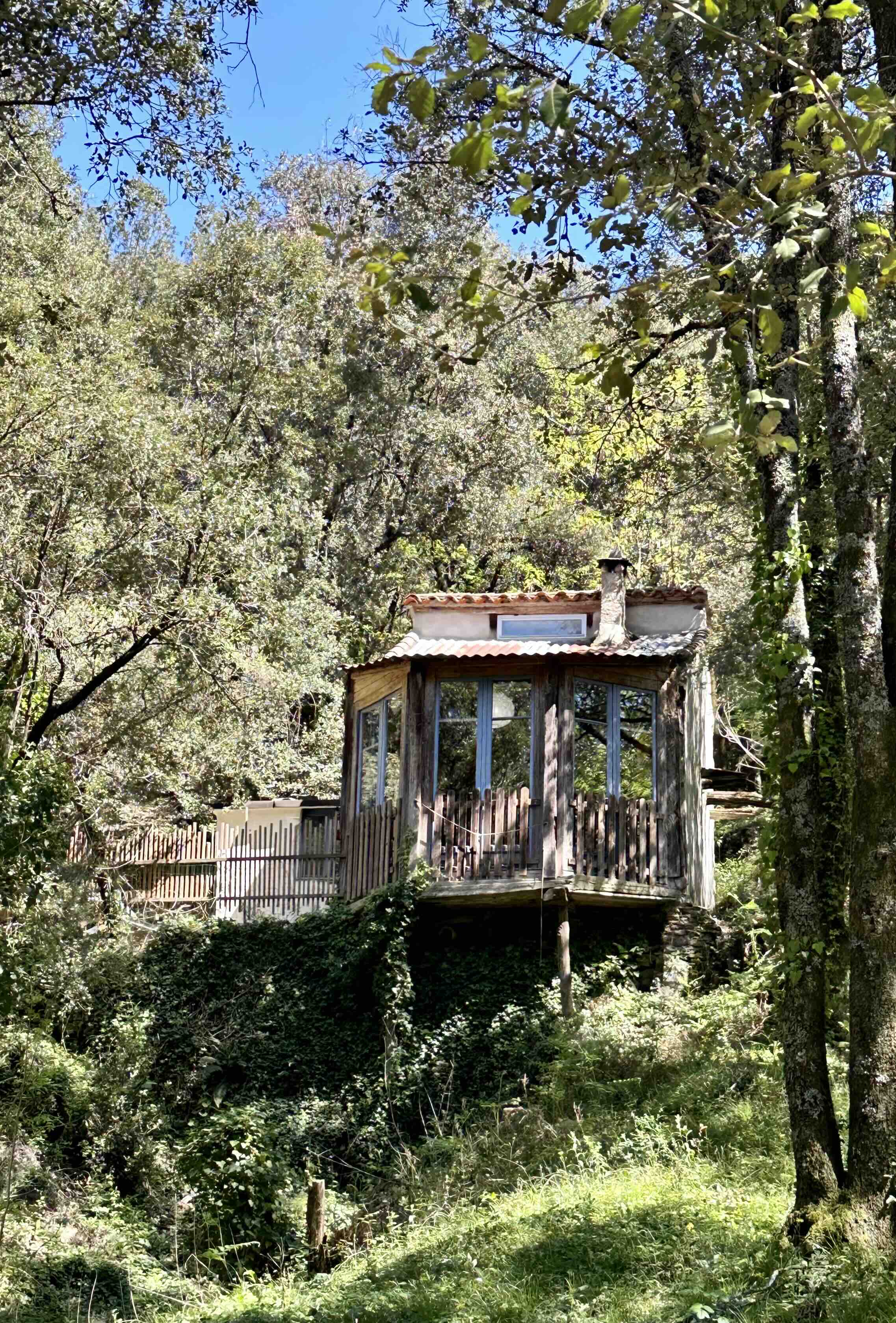 Le Merisier au milieu des arbres