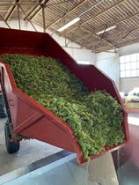 Vendanges de blancs du mâconnais