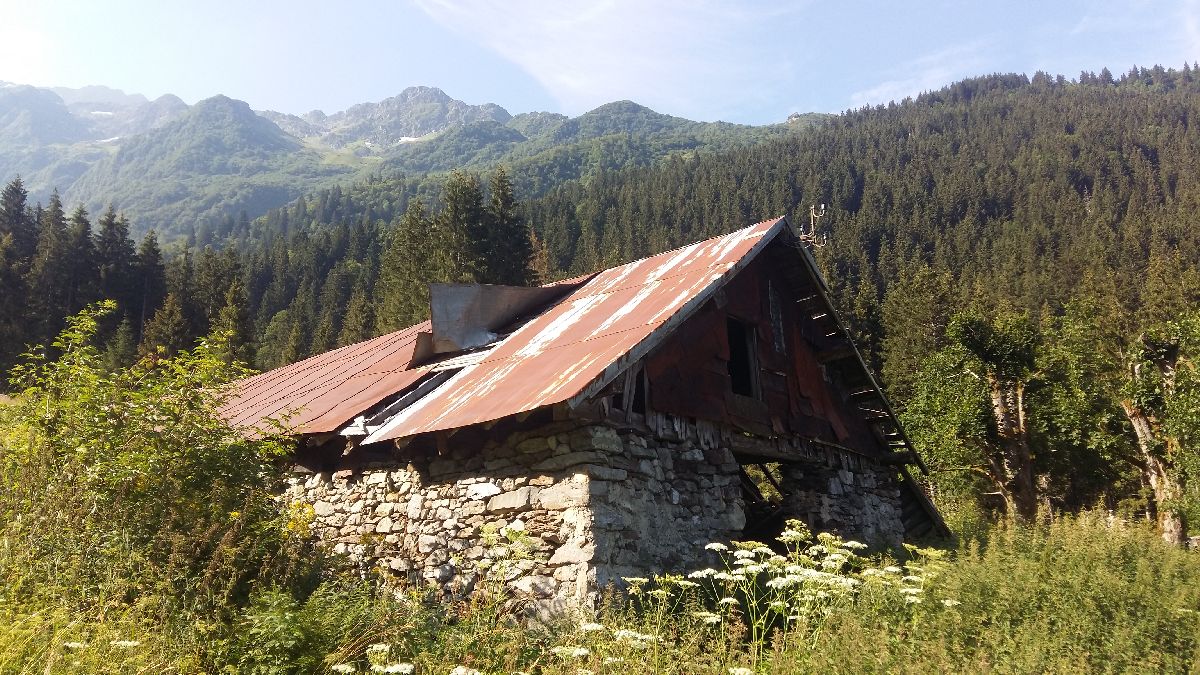 Forêt du bout