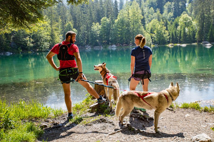 Cani-balade face au Mont-Blanc et découverte des chiens de traineau