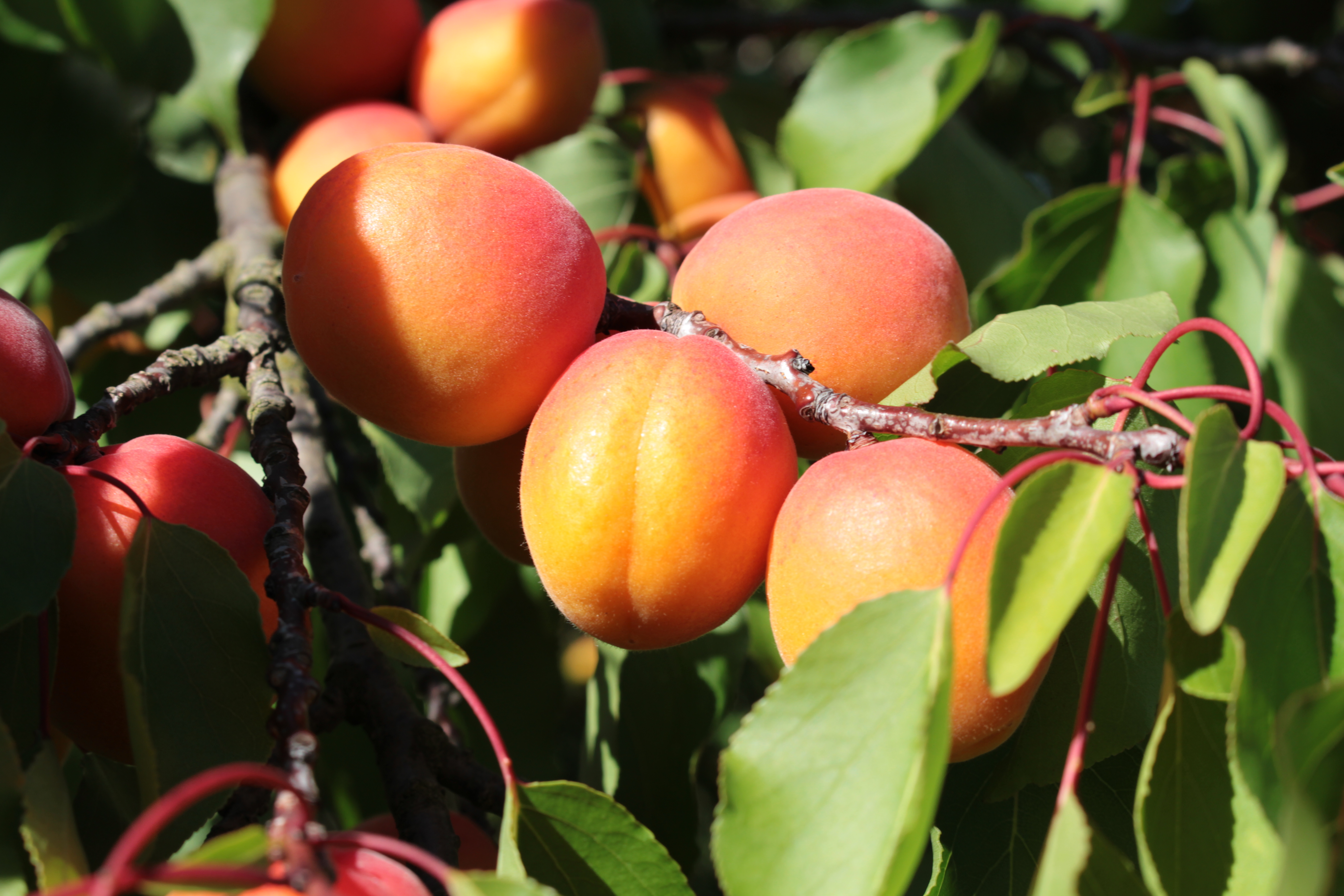 Abricots