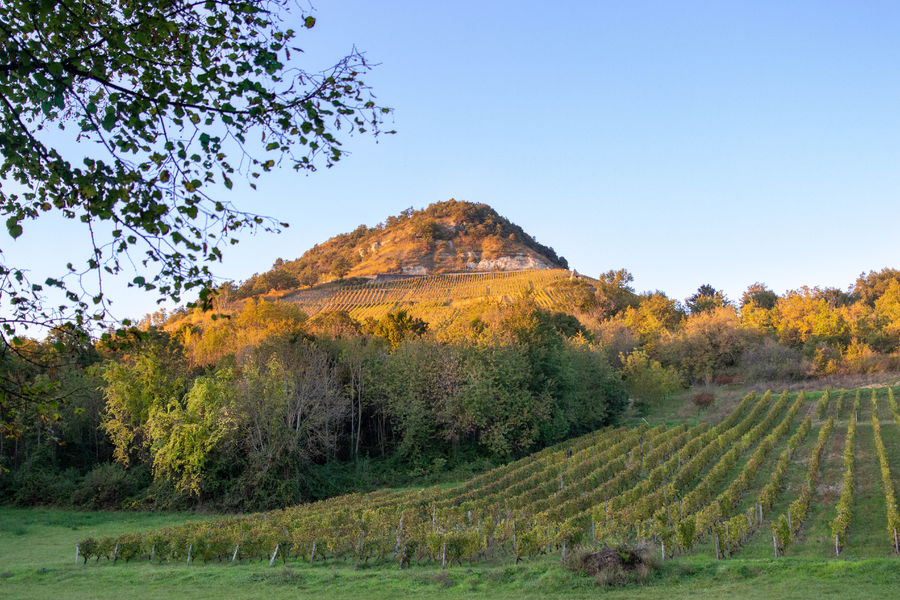 Vignes Montagnieu