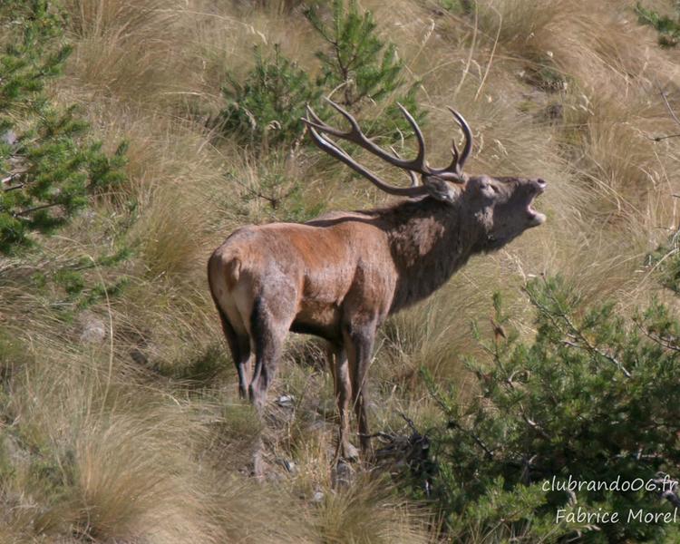 Rando brame du cerf en automne