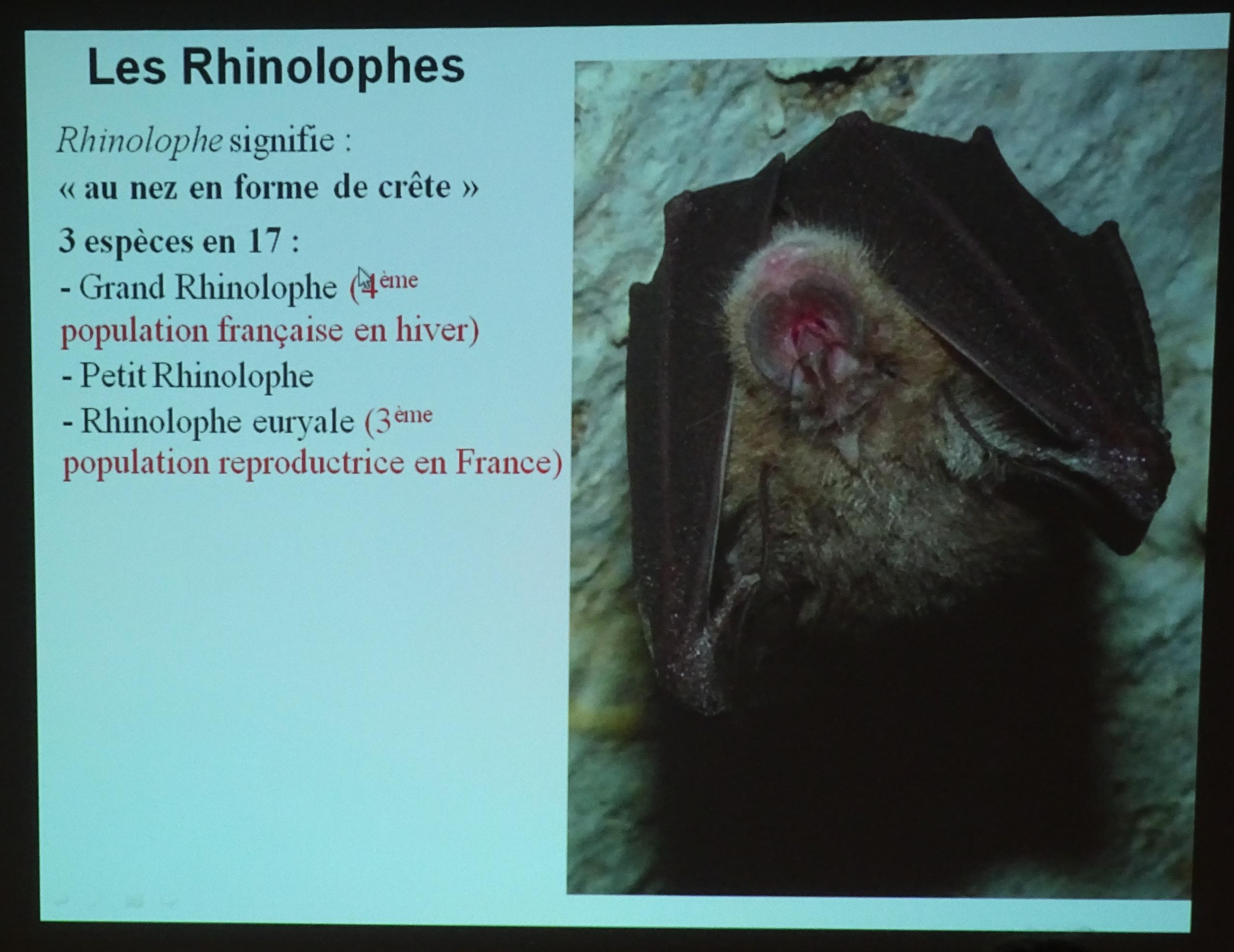 A l'écoute des chauves-souris