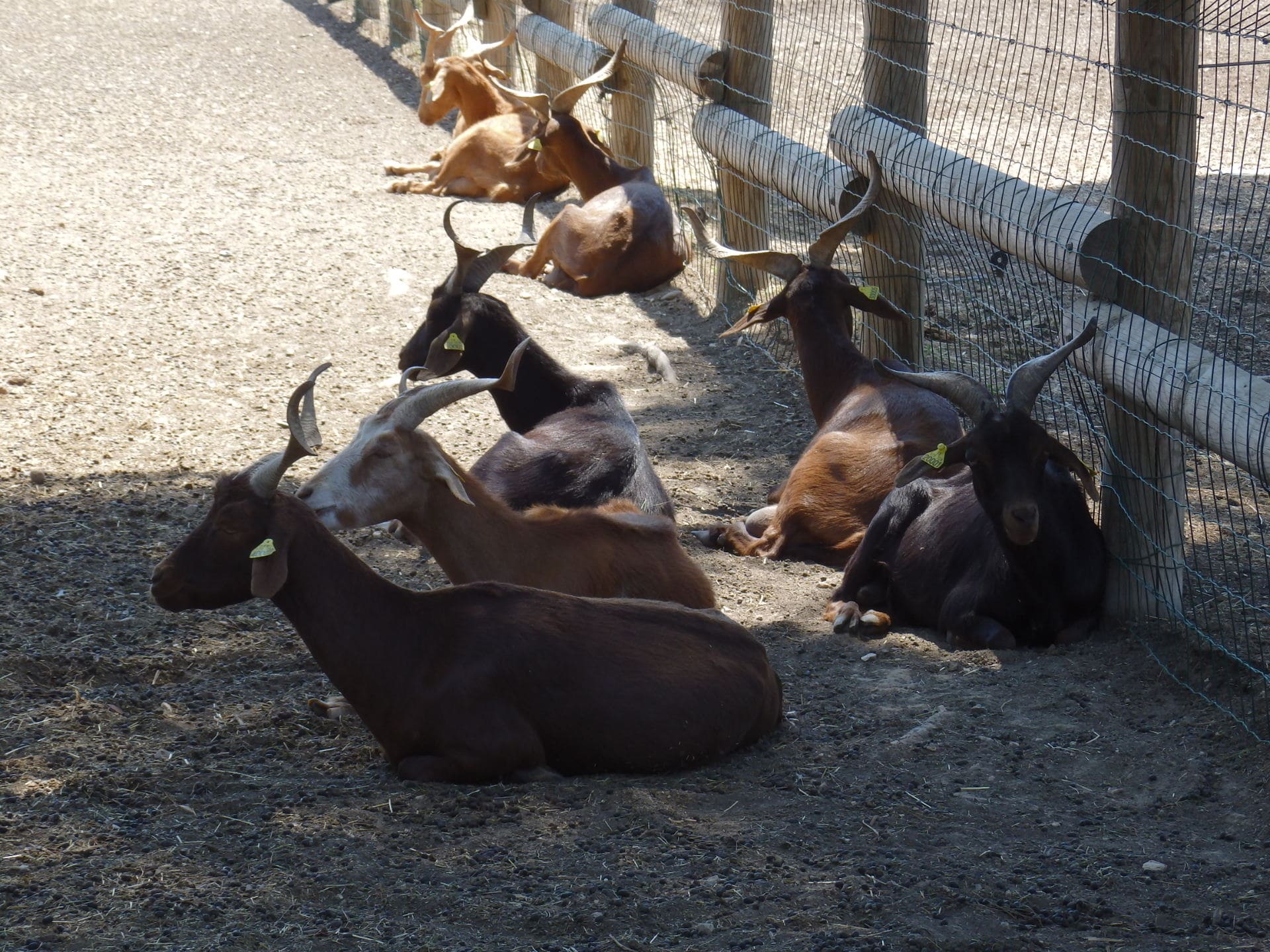 Ferme pédagogique du Parc de Figuerolles