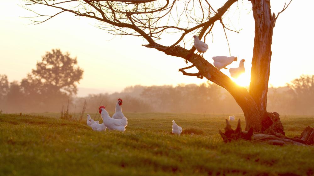 Excursion : Escapade en Bresse_Bourg-en-Bresse
