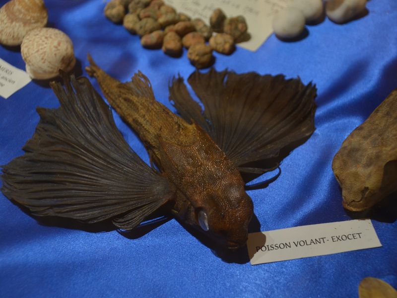 Musée Extraordinaire