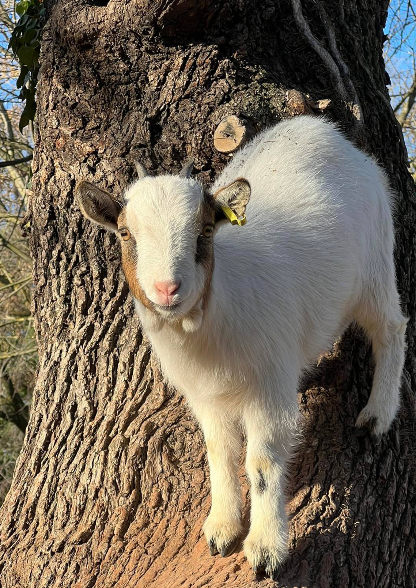 La petite ferme pédagogique de Saint-Rémy — photo 2