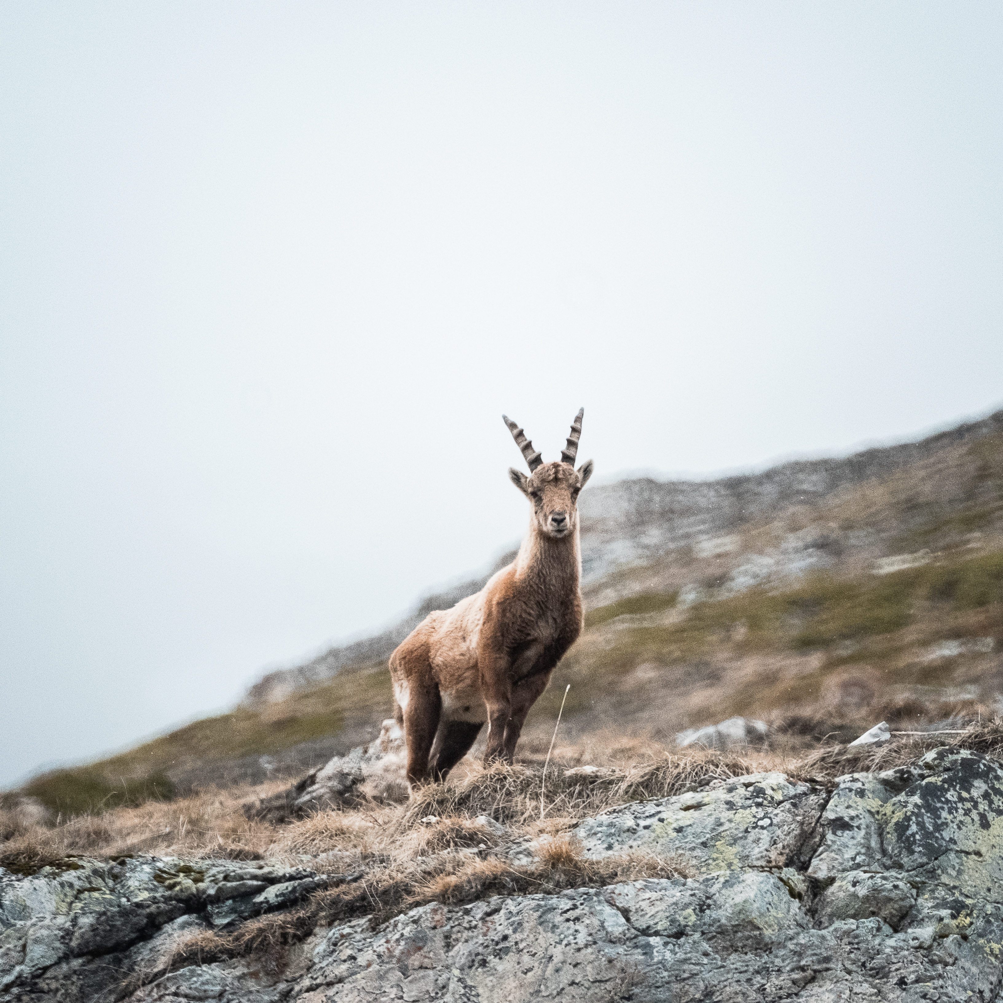 Chamois à Val d'Isère