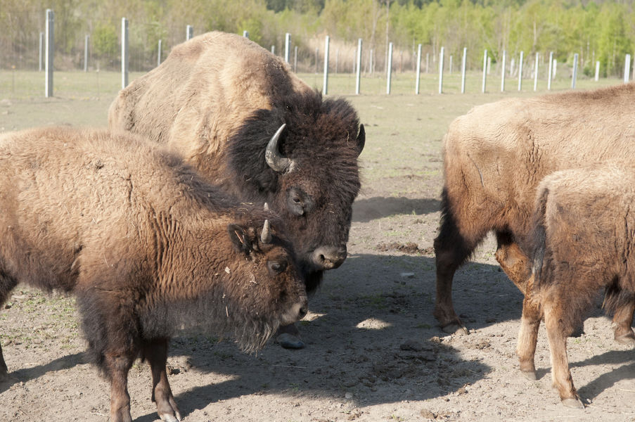 Ferme des bisons de l'Oisans