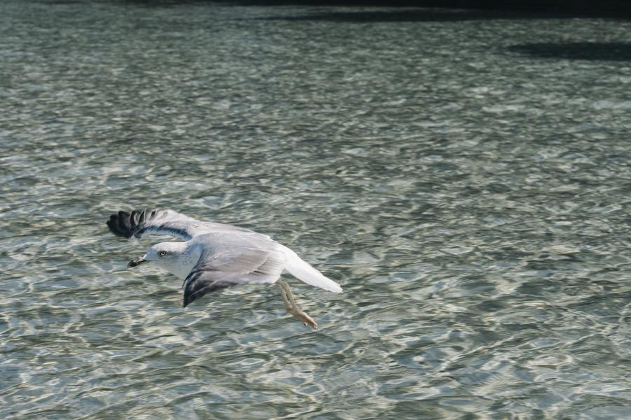 Forfait Porquerolles : Bateau + Vélo + Resto_Hyères