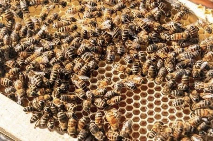 Atelier à la découverte du monde des abeilles
