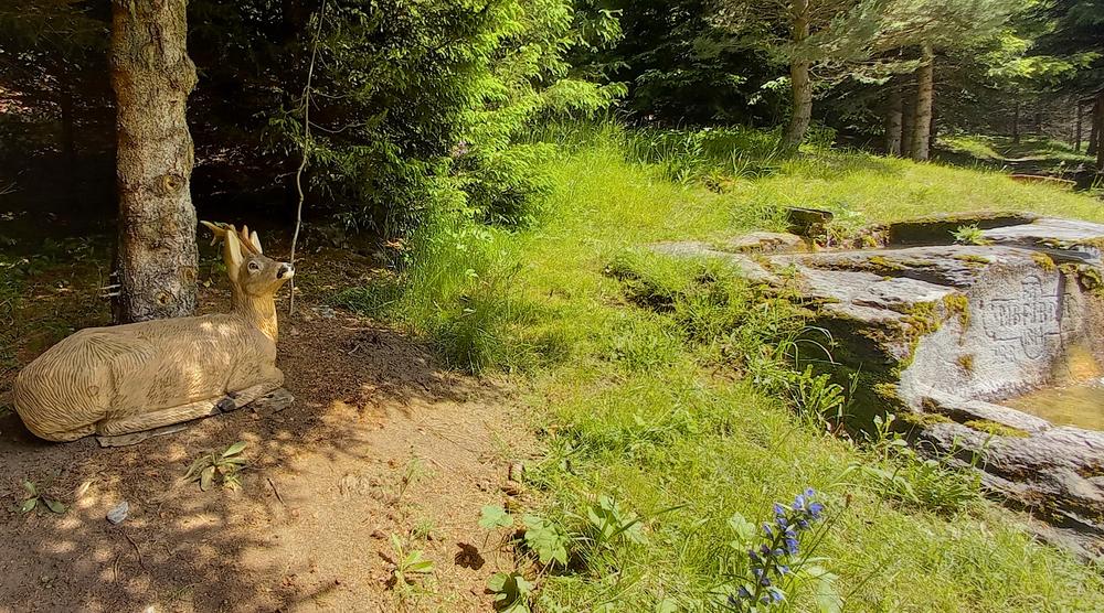 Un chevreuil se repose à côté de la fontaine Un chevreuil se repose à côté de la fontaine
