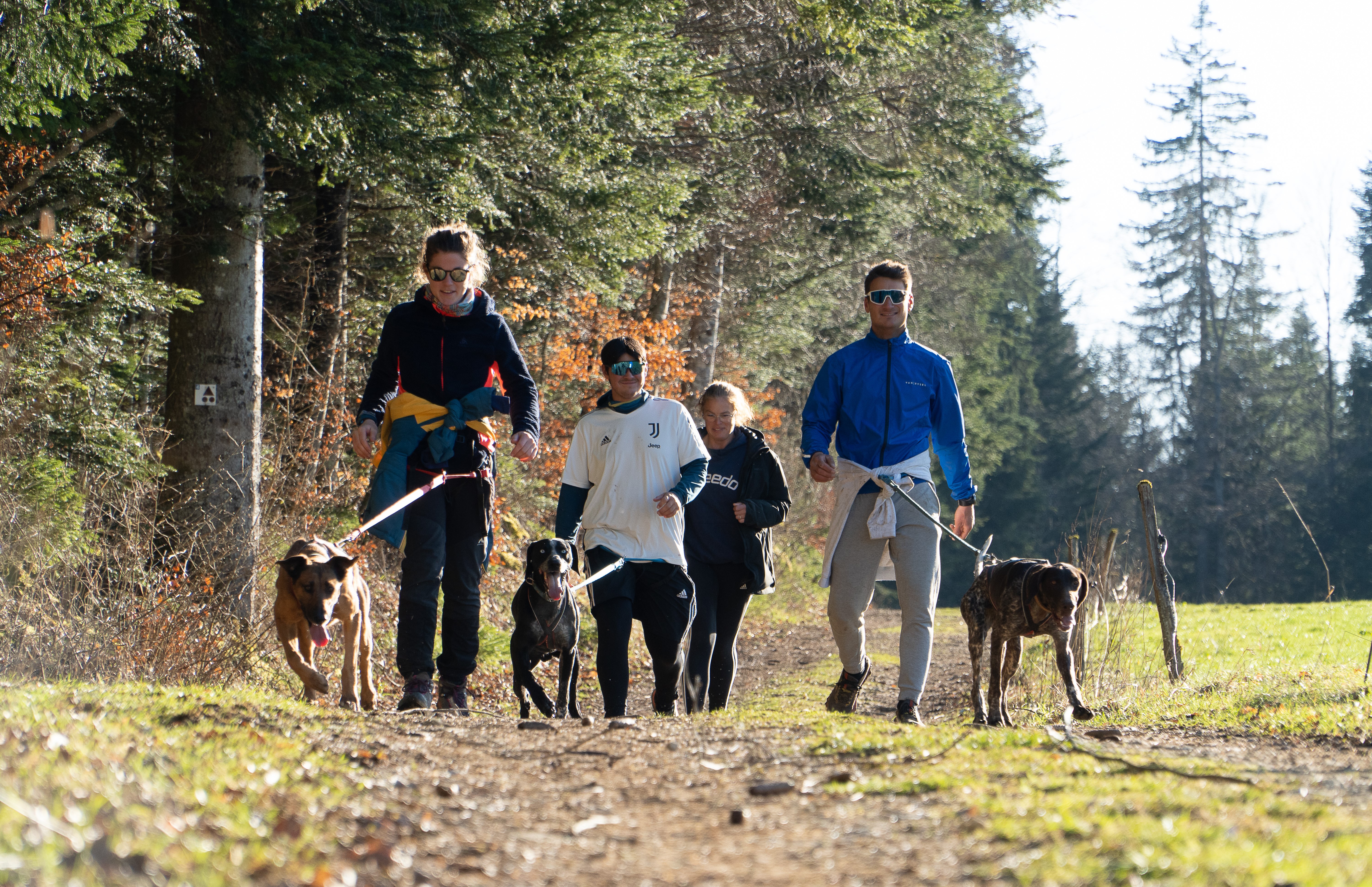 Visite du parc : découvrir la vie d'un attelage de chiens de traîneau