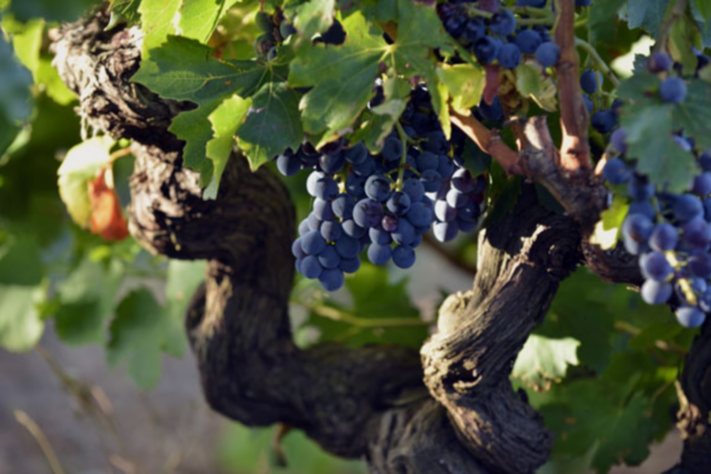 Domaine de Lauzières