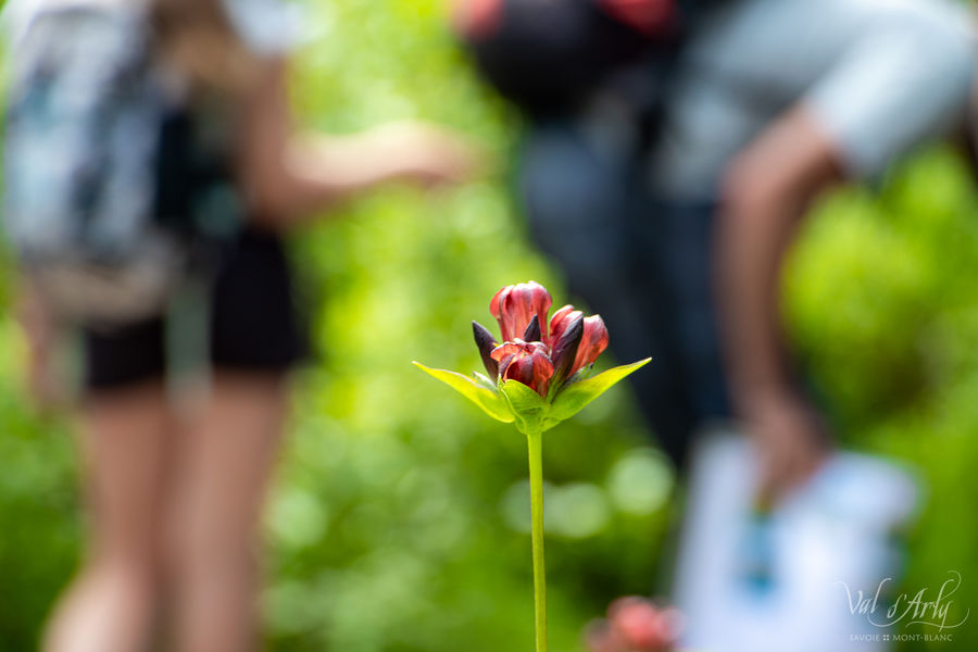 Sentier des Arpelières