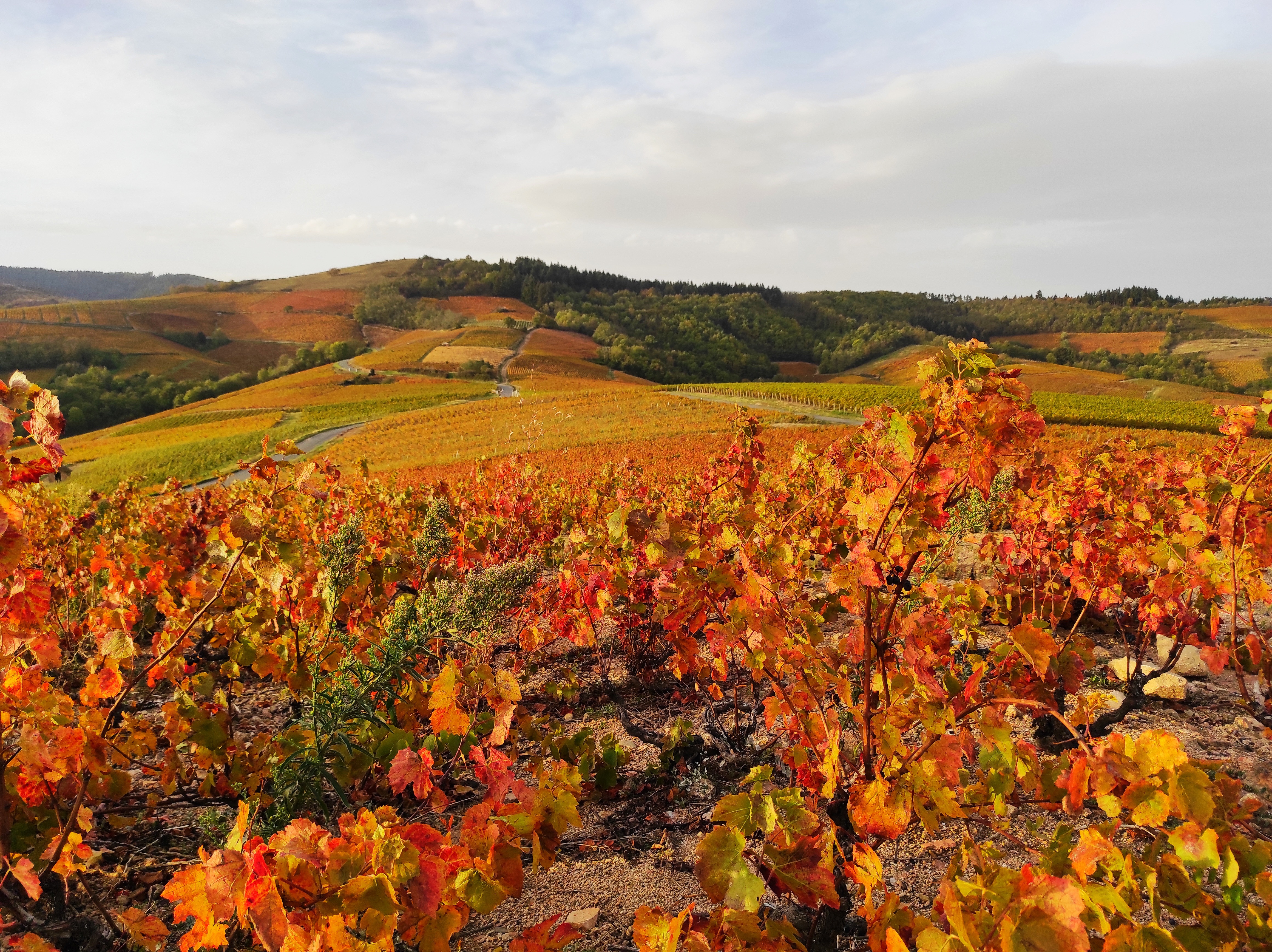 Offre : La randonnée pique-nique du vigneron Du 17 au 20 oct 2024