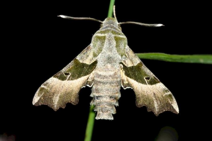 Sortie Lo Parvi -  Les papillons de nuit - Zone humide de Valencey - Saint-Sorlin-de-Morestel - Balcons du Dauphiné - Nord-Isère