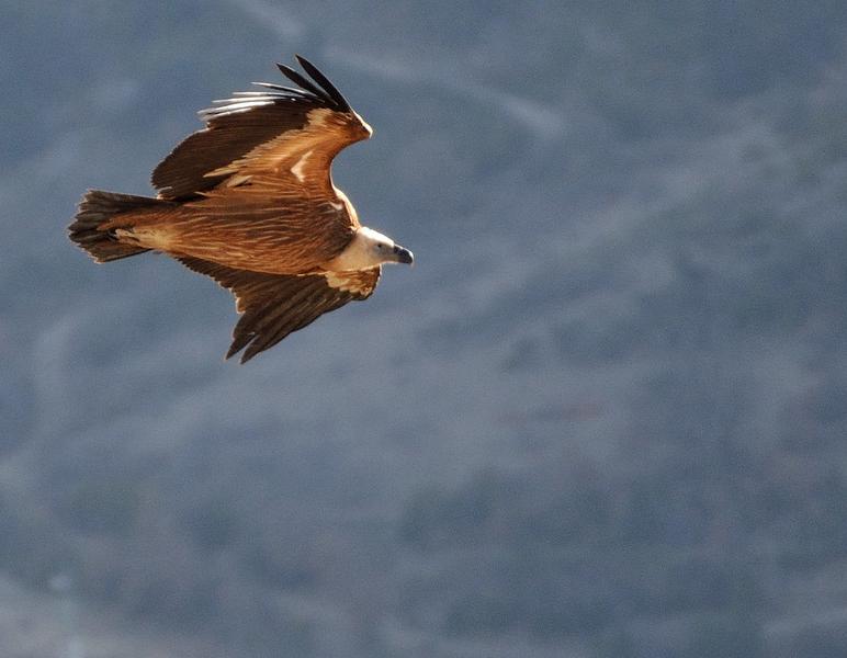 Image illustrative