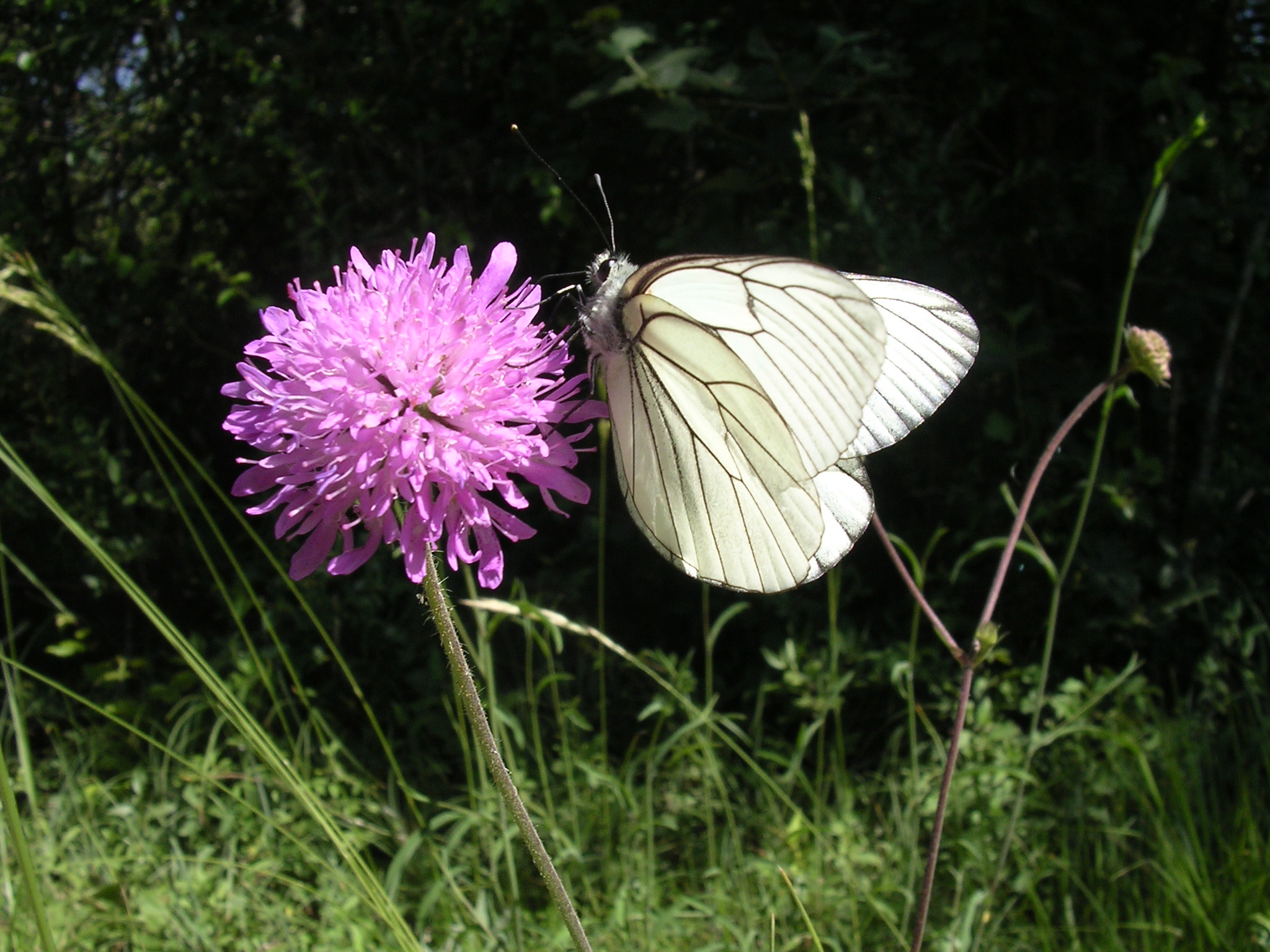 Aporia crataegi - J.M.Ferro - Lo Parvi