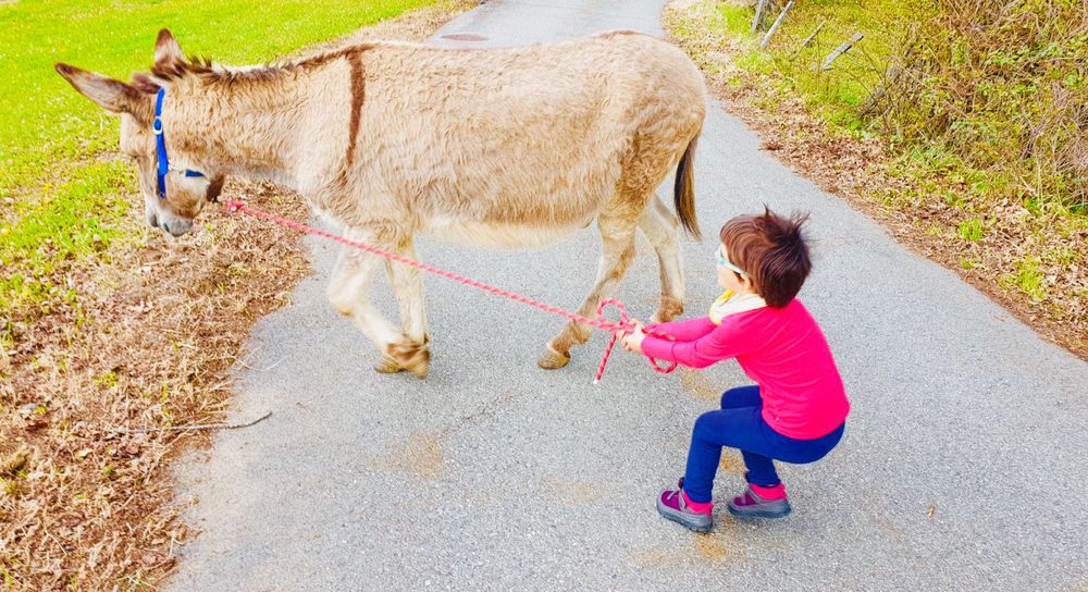 Balade avec ânes