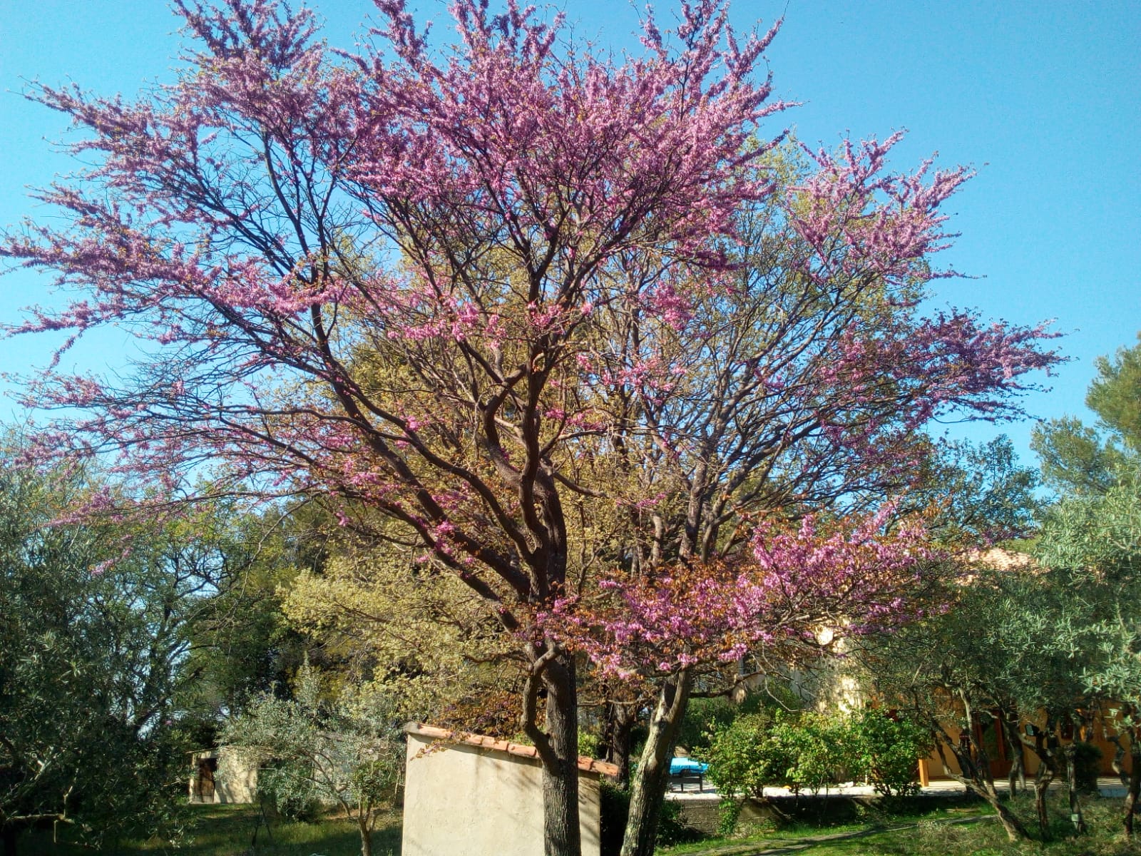Domaine de Valfrais, Simiane-Collongue - photo 18
