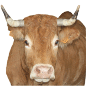 Christophe Gendronneau - Viandes bovines