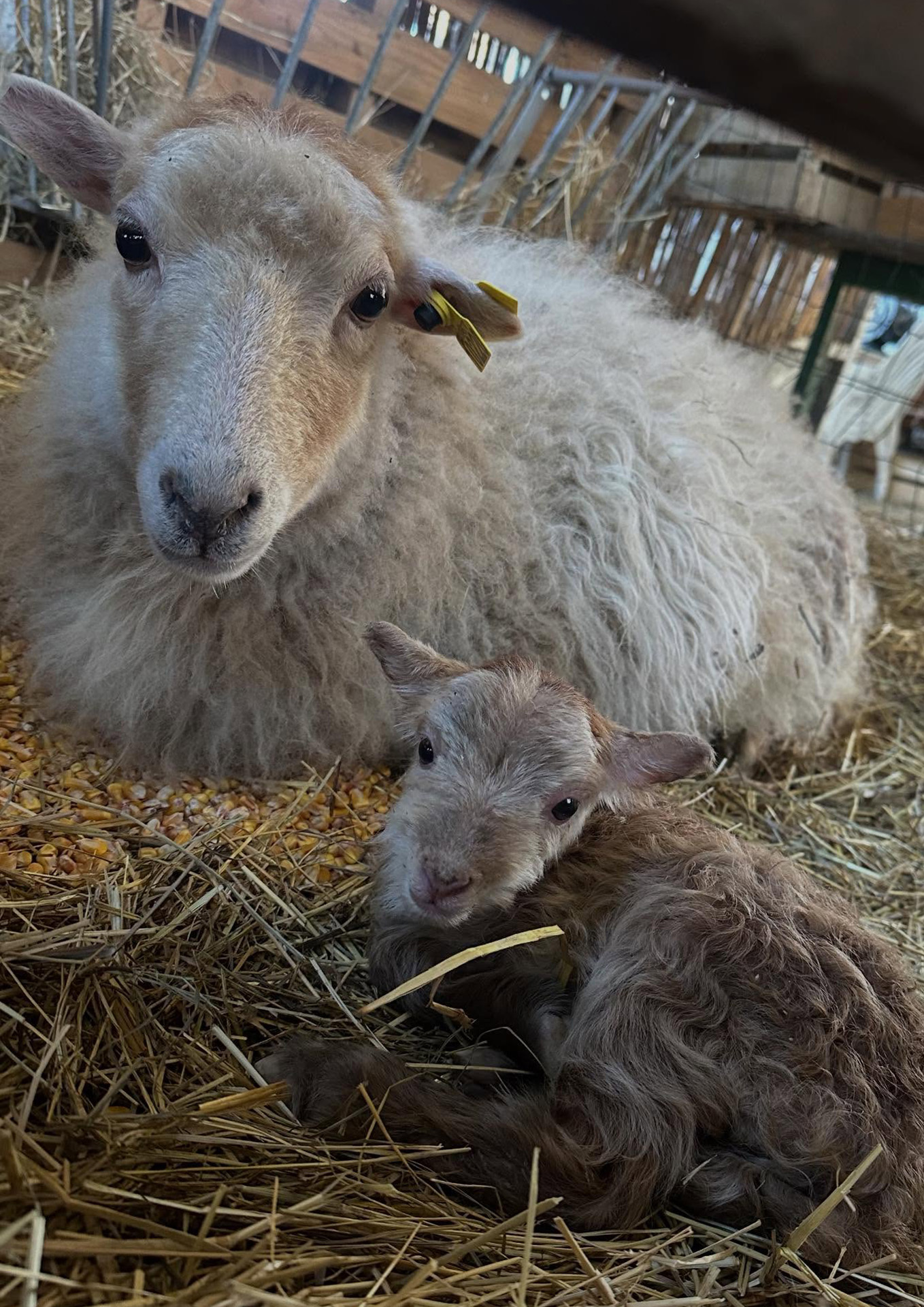 La petite ferme pédagogique de Saint-Rémy — photo 3
